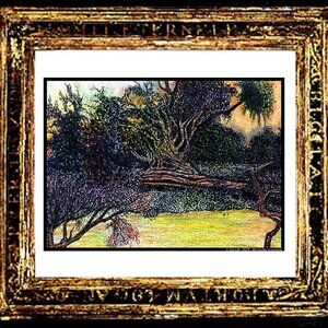 "Virgin Forest"